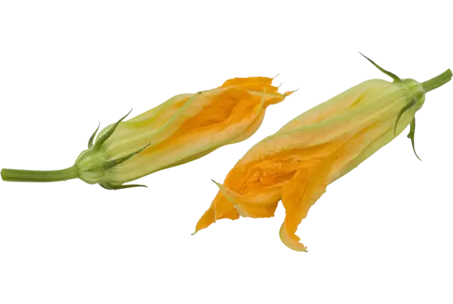 Fioretta bloem schaal 6 stuks